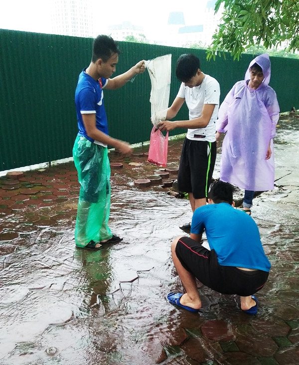 Cá bắt được chủ yếu là rô phi nhỏ.