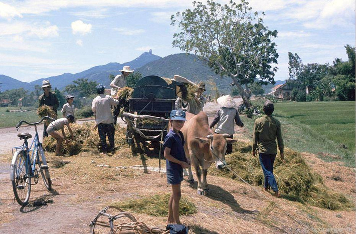 Người dân phơi rơm rạ hai bên đường