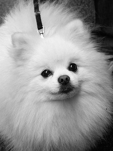 Có người mang 3 con chó lên xuồng cứu hộ: Hai chú chó giống Pomeranians và một chú giống Pekingese đã thoát nạn trong vụ chìm tàu Titanic. Trong khi trên tàu có tổng cộng 12 con chó của những hành khách thuộc khoang hạng nhất, nhưng chỉ có 3 chú chó nhỏ này thoát chết. Câu hỏi đặt ra là ai đã đưa chúng xuống xuồng cứu hộ mà không ai được biết?