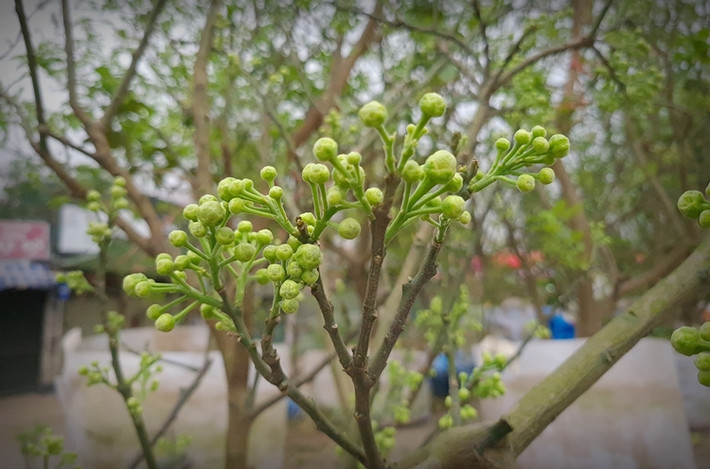 Người bán cho biết, giá một gốc bưởi cảnh này giao động trên dưới 1 triệu đồng, tùy từng gốc.