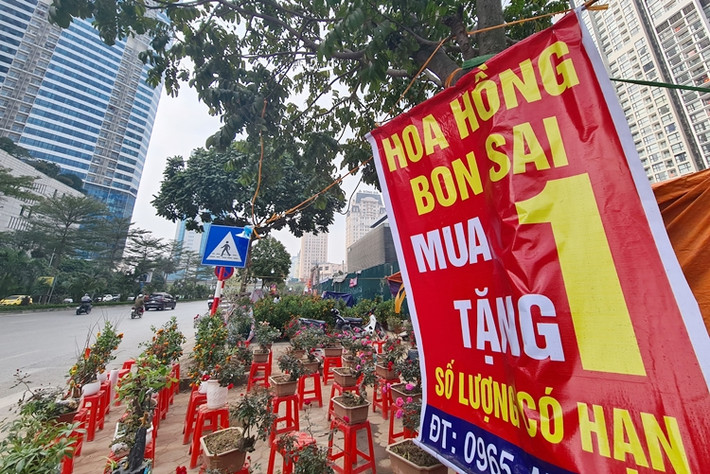 Những gốc hồng bon sai được tiểu thương đưa từ SaPa xuống bán dịp Tết ở khu vực đường Dương Đình Nghệ (Hà Nội) cũng đang khuyến mại mua 1 tặng 1.