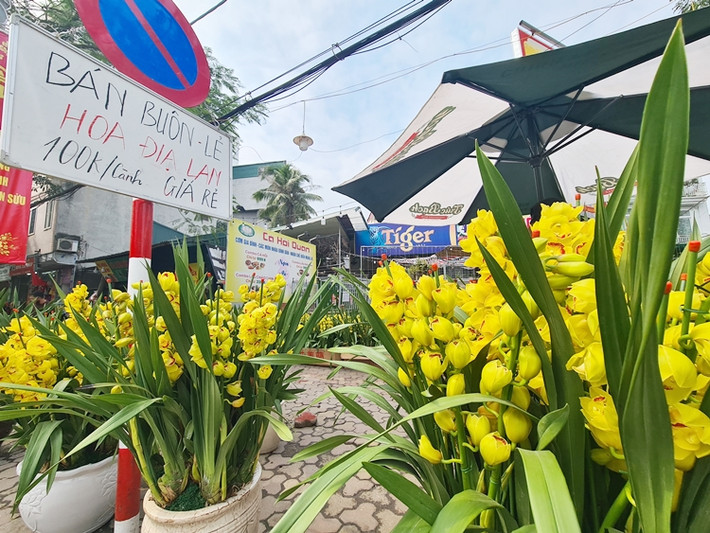 Giá địa lan được tiểu thương đua nhau giảm xuống thấp.