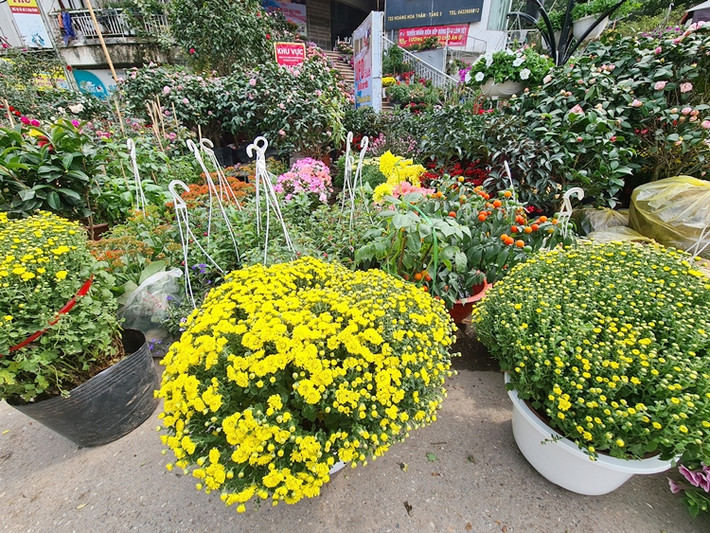 So với cùng thời điểm năm ngoái, năm nay giá thanh lý các loại hoa Tết đang thấp hơn 30-40% vì ảnh hưởng của dịch COVID-19.