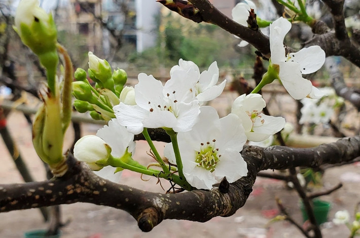 Hoa lê nở mỗi bông gồm 5 cánh xếp cạnh nhau. Màu trắng tinh khôi, sang trọng của loài hoa này khiến người Hà Nội khó cưỡng lại.