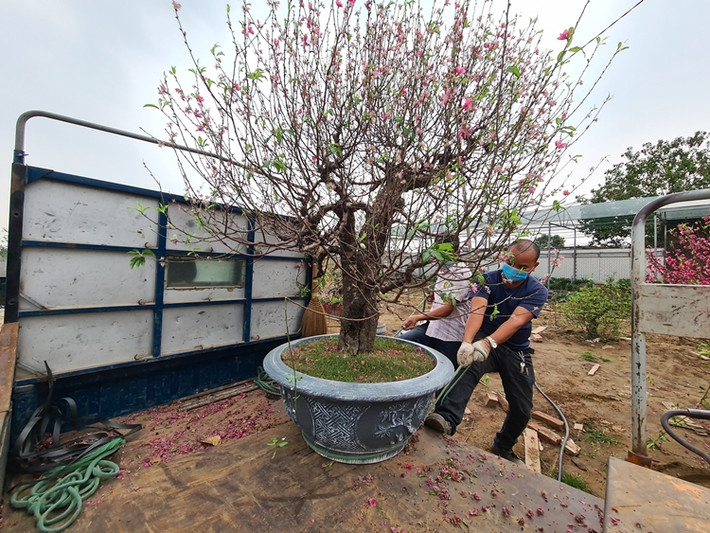 Công việc vận chuyển đào trở lại vườn của các chủ vựa bận rộn không thua kém dịp trước Tết.