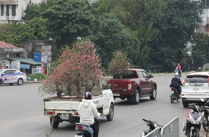 Từ mùng 7 Tết, những gốc đào Nhật Tân (Hà Nội) cho thuê trước Tết bắt đầu được các chủ vựa đưa về vườn tiếp tục chăm sóc vụ mới.