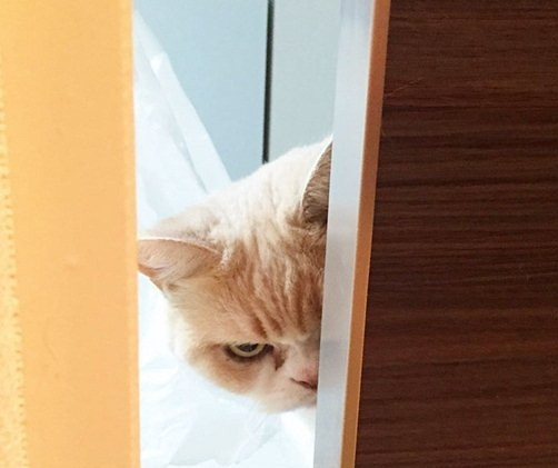 Lấp ló cánh cửa, xem ai nói xấu gì mèo ta...