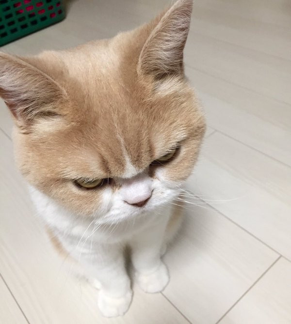 Cùng chiêm ngưỡng khuôn mặt dễ thương của nàng mèo Koyuki.