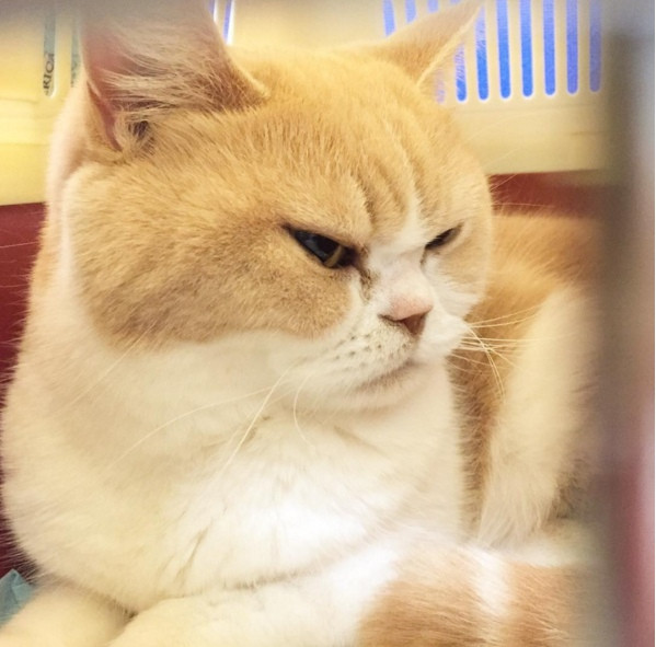 Những ngôi sao mèo nổi tiếng như Grumpy Cat hay Albert Einstein giờ đây đã thất sủng. Nàng mèo chảnh chó tên Koyuki ung dung soán ngôi, nổi tiếng trên Instagram nhờ độ "khó ưa" lúc nào cũng thường trực trên khuôn mặt.