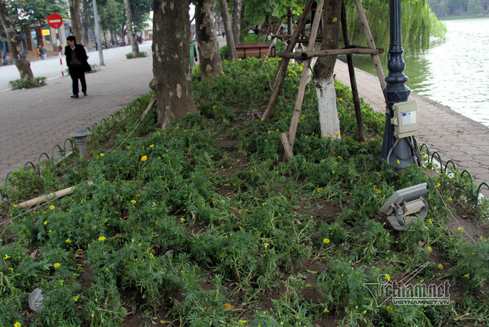 Số hoa này không thể cứu sống sau một đêm bị quần thảo