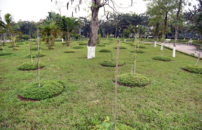 Đầu năm 2018, tại Công viên Hòa Bình (Hà Nội), quỹ Môi trường AEON, Tập đoàn AEON (Nhật Bản) đã tổ chức trồng 500 cây hoa anh đào.