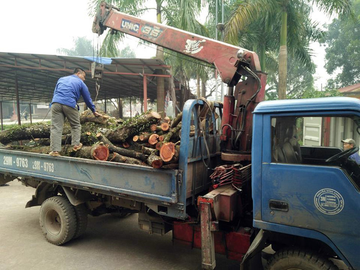 Những cành sưa đầu tiên được chặt hạ, sau đó được đưa vào thùng container để giữ trước khi tổ chức bán đấu giá.