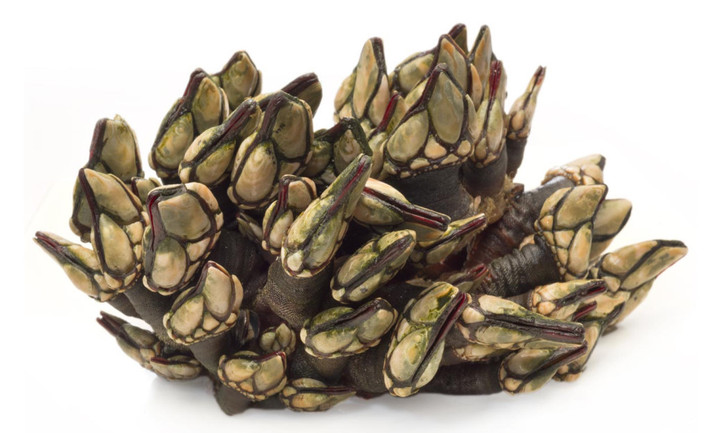 Percebes (hà ngỗng): Loại động vật thân mềm này sống dưới đá, có vẻ ngoài xấu xí nhưng vị khá ngon, pha trộn của sò và tôm. Ảnh: Cuisitive.