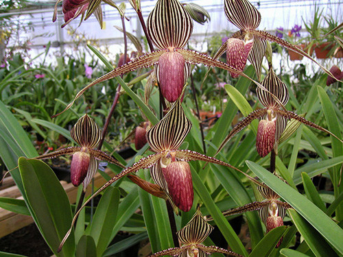 3. Hoa lan hài Gold of Kinabalu Orchid Cứ 15 năm, hoa Gold of Kinabalu Orchid mới nở một lần, vào khoảng giữa tháng tư và tháng năm. Đây là một trong những loại hoa hiếm nhất trên thế giới (chỉ có trong vườn quốc gia Kinabalu ở Sabah, Malaysia) nên cũng chẳng ngạc nhiên khi giá bán của nó lên tới 6.000 USD/cây (~136 triệu đồng)
