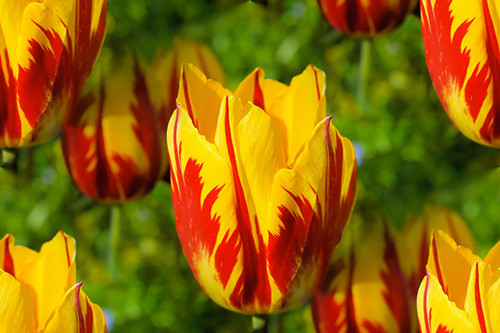5. Hoa Tulip Semper Augustus thế kỷ 17 - Loại hoa Tulip đắt nhất Một bông Tulip Semper Augustus thế kỷ 17 thường có màu vàng hoặc vàng sữa, xen vào đó là các tia màu đỏ uốn lượn mềm mại trên từng cánh hoa, vô cùng độc đáo. Loài hoa này hiện rất hiếm, khó có thể tìm thấy để mua, giá bán của nó rơi vào khoảng 5.700 USD/bó (~129,9 triệu đồng).