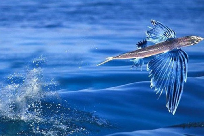 Loài cá biết bay có tên khoa học là Exocoetidae, thuộc họ Cá chuồn, bộ Cá nhói. Loài này thường sinh sống ở các vùng biển thuộc khu vực nhiệt đới và cận nhiệt đới