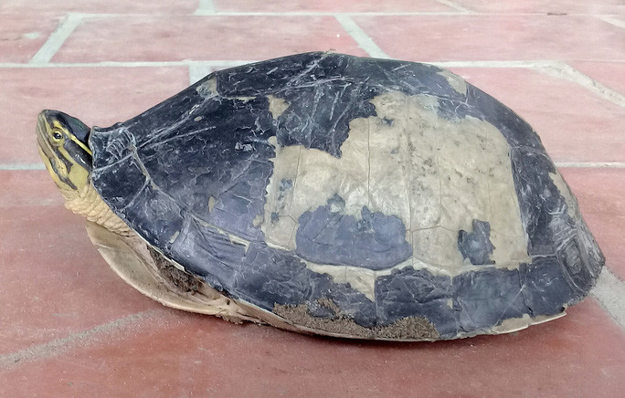 Ngày 25/5/2019, ông Phạm Văn Quang (53 tuổi; ngụ ấp Thanh Niên, thị trấn Phú Hòa, huyện Thoại Sơn, tỉnh An Giang) trong khi bơm nước vào ruộng lúa đã phát hiện một cá thể rùa với hình dáng lạ. Cổ rùa có 3 sọc vàng, trong đó có 1 sọc vàng nổi bật kéo dài từ cổ đến mũi và phía trên mắt. Mai rùa hình vòm nhô lên có màu xám đậm đến đen. Yếm rùa có 2 mảnh màu vàng cử động như được gắn "tấm bản lề" giúp rùa đóng mở cơ thể một cách dễ dàng. Sau đó, cá thể rùa này được xác định là rùa nắp, được xếp vào nhóm động vật quý hiếm Ảnh: Hiền Huynh.
