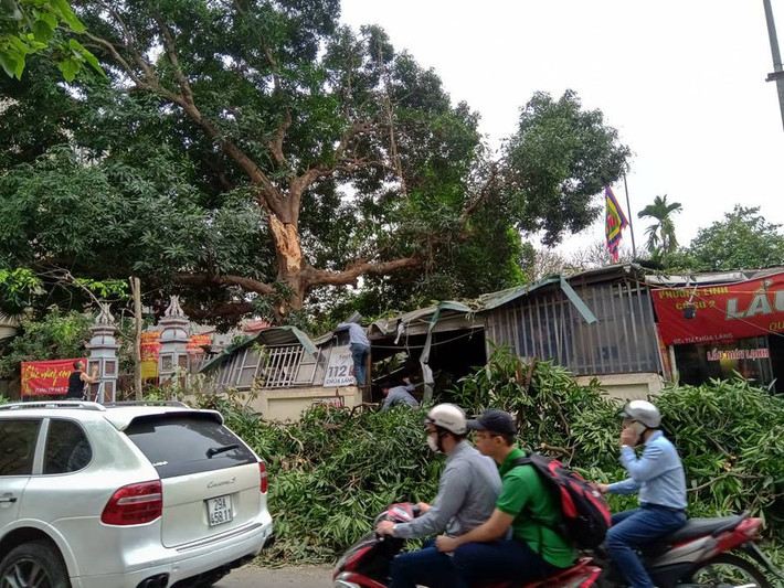 Đến 10h sáng ngày 10/4, các lực lượng chức năng của UBND phường Láng Thượng (Hà Nội) và công nhân của Công ty TNHHMTV Cây xanh Hà Nội vẫn đang tiến hành cưa, dọn dẹp hiện trường cành cây Muỗm gãy đổ.