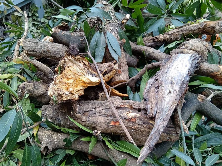 Các lực lượng chức năng liên quan tiến hành cư, gom phần của cành cây gãy đổ để đem đi.