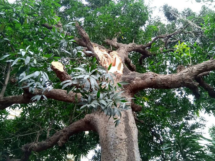 Cận cảnh cành cây Muỗm bị gãy đổ.