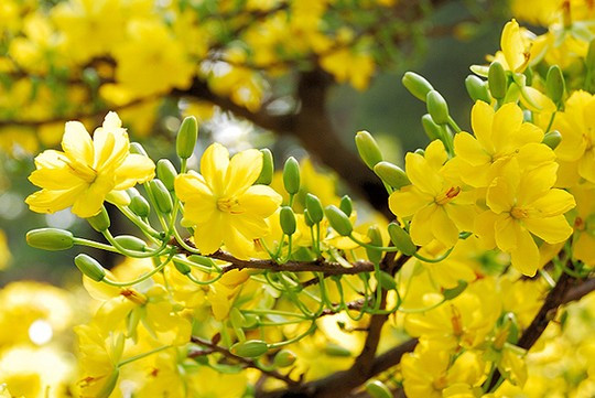 Nếu như Tết ở miền Bắc thường trưng hoa đào thì ở miền Nam luôn là hoa mai vàng. Hoa mai tượng trưng cho một năm mới phát tài, giàu sang. Theo quan niệm của nhiều người, nhà nào có hoa mai nở càng nhiều cánh thì nhà đó càng may mắn và sung túc trong năm mới. Mai vàng đẹp dịu dàng, tượng trưng cho sự sang trọng, quý phái, ấm no, hạnh phúc. Hoa mai năm cánh, tượng trưng cho ngũ phúc (khoái lạc, hạnh phúc, trường thọ, thuận lợi, hòa bình), hội đủ âm dương ngũ hành: Kim, Mộc, Thủy, Hỏa, Thổ.