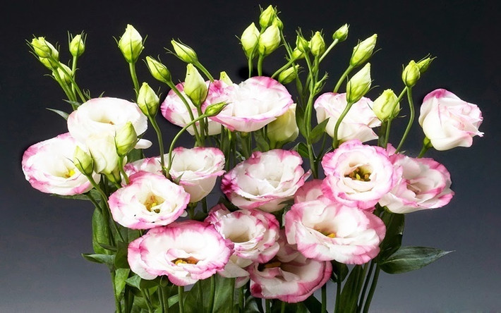 8. Hoa cát tường- thể hiện sự hạnh phúc, thoải mái, vạn sự như ý: Chỉ cần nghe thấy tên thôi người ta đã liên tưởng hoa cát tường đến sự hạnh phúc, thoải mái, vạn sự như ý, mạnh khỏe và may mắn cho mọi người. Cánh hoa mỏng manh như lụa, nhiều sắc màu dịu dàng toát lên vẻ ngọt ngào, đằm thắm và quý phái, dễ trưng bày và trang trí khiến nhiều người ưu chuộng, nhất là trong dịp Tết. Những chậu hoa nhỏ xinh có thể trưng được lâu, hay cắm vào bình đặt trên bàn đều mang đến vẻ tươi tắn, đầy sức sống như thổi luồng gió xuân vào căn nhà bạn.
