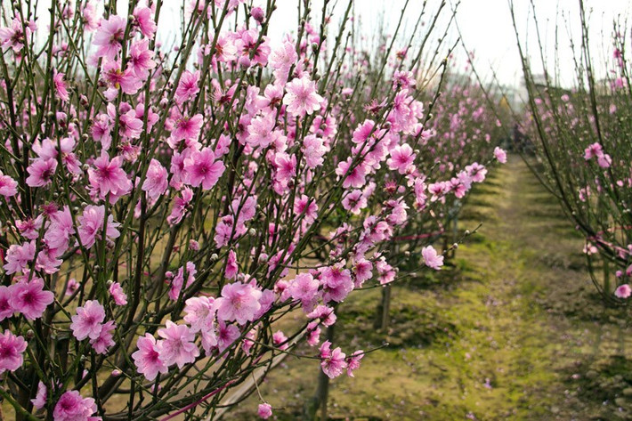 1. Hoa đào, hoa mai - biểu tượng cho sự đổi mới, sinh sôi. Hoa đào (miền Bắc), hoa mai (miền Nam) đã gắn liền với truyền thống văn hóa Tết của người Việt từ nhiều đời nay với những ý nghĩa không thể phủ định. Hoa đào tượng trưng cho sắc xuân của người xứ Bắc. Hoa đào là loài hoa biểu tượng cho sự đổi mới, sinh sôi, phát triển mạnh mẽ. Hoa đào còn được coi là loài hoa mang tới nguồn sinh khí cho năm mới, giúp gia chủ khỏe mạnh, bình an, phát tài phát lộc, xua đuổi điều không may. Ngoài ra, sắc hồng, đỏ ấm áp của hoa đào còn có ý nghĩa mang lại niềm vui, niềm hy vọng vào một năm mới tốt đẹp hơn năm cũ. Theo tích cũ lưu truyền, có cành đào trong nhà những ngày Tết còn trừ được ma quỷ quấy nhiễu. Người sành chơi biết chọn cho mình những cành đào vừa có thế vừa nhiều nụ để có thể chơi đến giêng.