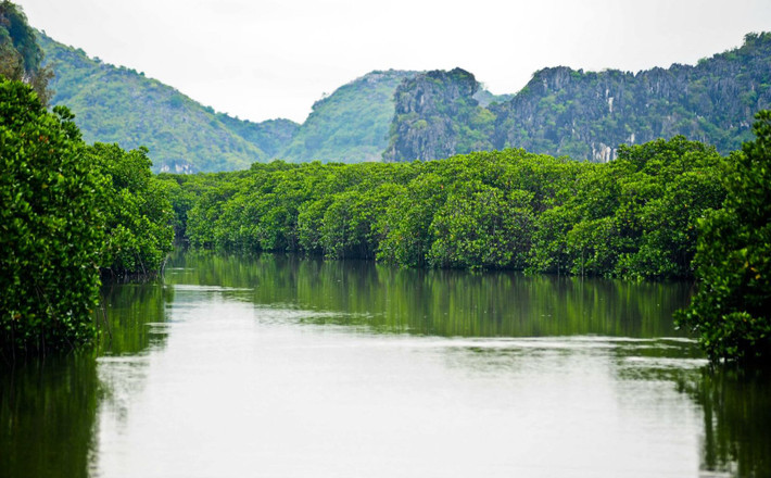 Muốn khám phá rừng ngập mặn ở xã Phù Long, du khách có thể di chuyển bằng thuyền máy từ bến phà Cái Viềng hoặc bến cá Phù Long. Điều khá thú vị nếu du khách khám phá câu chuyện truyền cảm ứng biến đổi khí hậu qua việc trồng những khu rừng ngập mặn của người dân xã Phù Long.