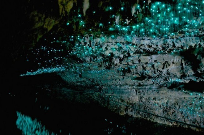 Hiệu ứng ánh sáng đặc biệt bên trong hang được tạo nên từ những con đom đóm Arachnocampa luminosa, loài đom đóm đặc biệt chỉ có ở New Zealand và Australia. Ảnh: Ian Cossor.