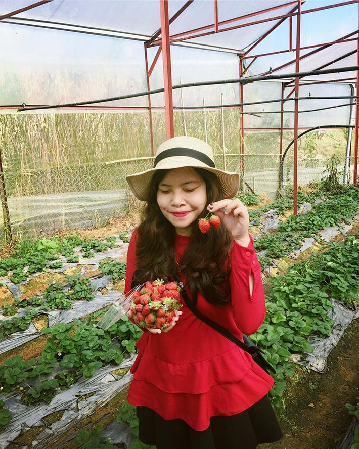 Vườn dâu tây Đà Lạt.