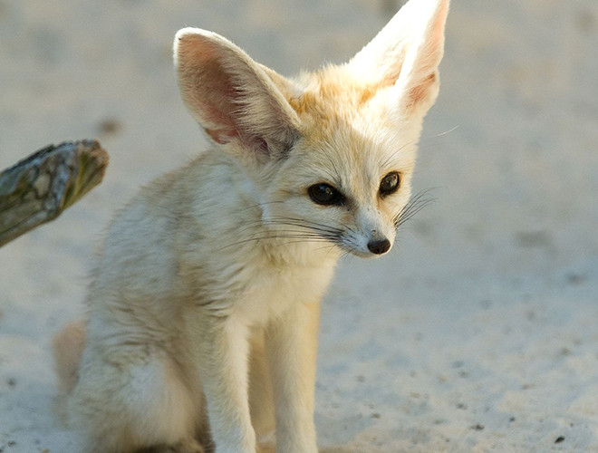 Cáo Fennec chiếm được cảm tình nhờ khuôn mặt vô cùng đáng yêu. Đặc biệt, đôi tai dài và to là một lợi thế, có tác dụng tản nhiệt và giúp chúng nghe ngóng chính xác vị trí của con mồi ẩn sâu dưới lớp cát sa mạc