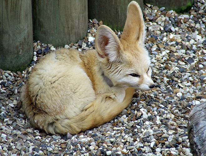 Bên cạnh đôi tai to, cáo Fennec còn gây ấn tượng khi sở hữu một bộ lông màu kem cực đẹp. Bộ lông này còn giúp cáo Fennec chống nóng vào ban ngày và giữ ấm vào ban đêm