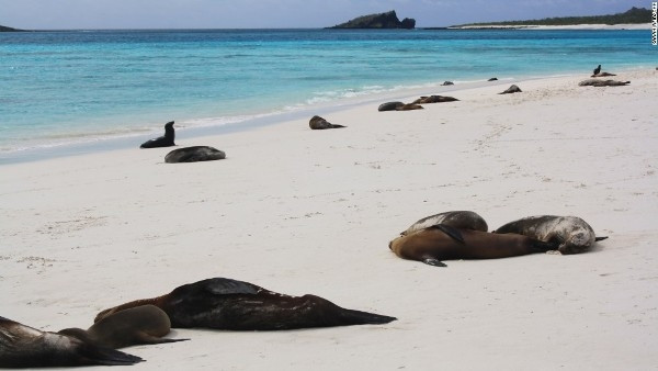 4. Quần đảo Galapagos, Ecuador: Đây là một trong những địa danh đầu tiên được UNESCO đưa vào danh sách di sản thế giới, nằm trong vùng phía nam của Thái Bình Dương và cách bờ biển Ecuador 1.000 km về phía tây.