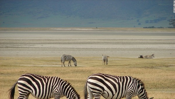 15. Công viên quốc gia Serengeti, Tanzania: Nơi đây, những loài động vật hoang dã giống như những cuộc di cư vĩ đại với 1,5 triệu con linh dương đầu bò, 400.000 con linh dương và 200.000 con ngựa vằn di chuyển khắp các hệ sinh thái Serengeti. Đi săn trong Vườn quốc gia Serengeti chắc chắn sẽ là chuyến đi tuyệt nhất mang lại cho bạn nhiều trải nghiệm lý thú, đây là nơi có số lượng động vật có vú lớn nhất hành tinh, đặc biệt là sư tử. Thời gian lý tưởng nhất để ghé thăm nơi đây là từ tháng 10 đến tháng 3 hằng năm.