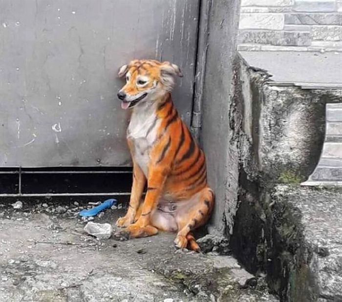 Bắt gặp bạn "hổ" đang trốn trong góc đường.