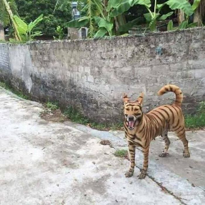 "Gâu gâu, sợ chưa... sợ chưa!"
