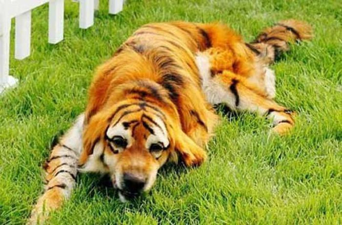 Phút giây nghỉ ngơi của chú "hổ lai chó".