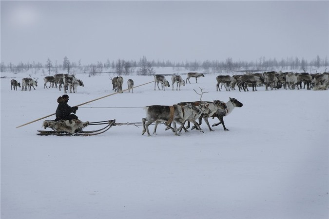 Bộ tộc Nenet, Siberia: Bộ tộc khoảng 10.000 người du mục khá khỏe mạnh - họ di chuyển 300.000 con tuần lộc trên quãng đường di cư 1.100km quanh khu vực rộng gấp rưỡi diện tích nước Pháp, ở nhiệt độ xuống tới âm 50 độ C.Họ di chuyển trên những chiếc xe trượt tuyết.Mặc dù phát hiện ra trữ lượng dầu khí vào những năm 1970, nhưng họ vẫn hạn chế tiếp xúc với thế giới bên ngoài.