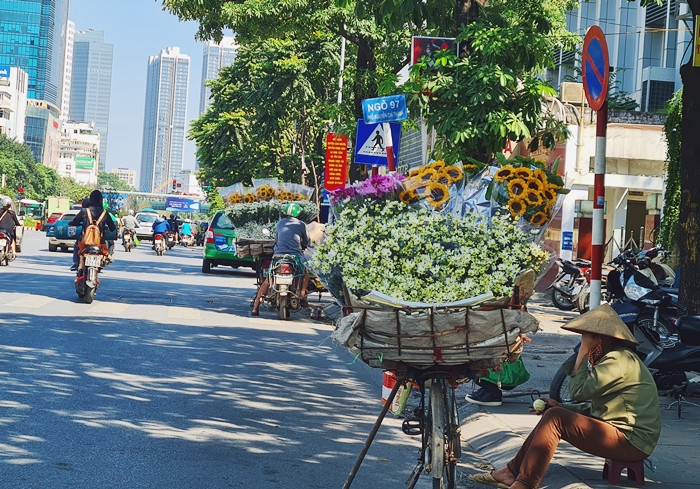 Cứ vào tháng 11 hàng năm - thời điểm giao mùa, cuối Thu đầu Đông, những chiếc xe chở cúc họa mi lại nối tiếp nhau, rong ruổi khắp nẻo đường, góc phố Hà Nội.
