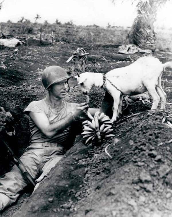 Môt binh sĩ đang cho con dê ăn chuối.