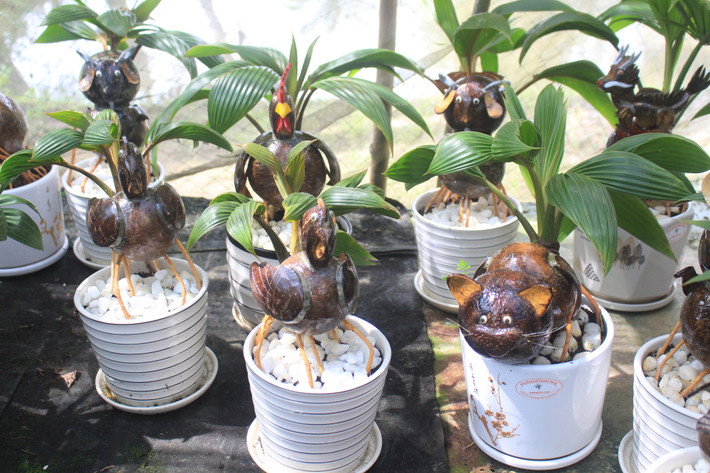 Để thành hình một chậu dừa bonsai hình mèo ưng ý, các nghệ nhân phải mất từ 6-8 tháng. Trong đó, gieo trồng cây dừa từ 4-6 tháng cho ra dáng cây (thời gian tùy tốc độ cây phát triển). (Ảnh: Thế giới Tiếp thị).