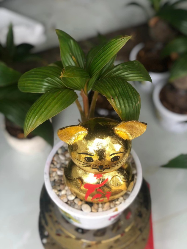 Trong mỗi chậu dừa bonsai hình mèo được hoàn thiện, là biết bao công sức, thời gian và trí tuệ của người chế tác đặt vào đó. (Ảnh: Thương hiệu & Sản phẩm).