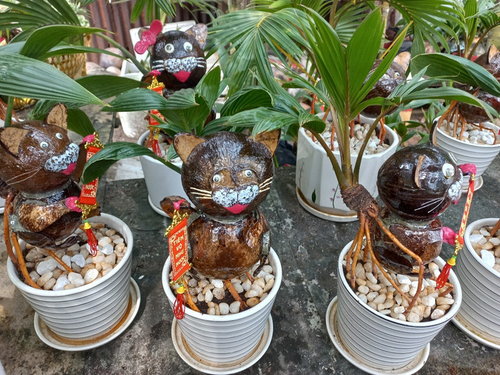 Dịp Tết năm nay, sản phẩm dừa mini tạo hình mèo với nhiều kiểu dáng độc đáo cũng góp mặt vào thị trường cây cảnh đa dạng, thu hút nhiều người tiêu dùng. (Ảnh: Thế giới Tiếp thị).