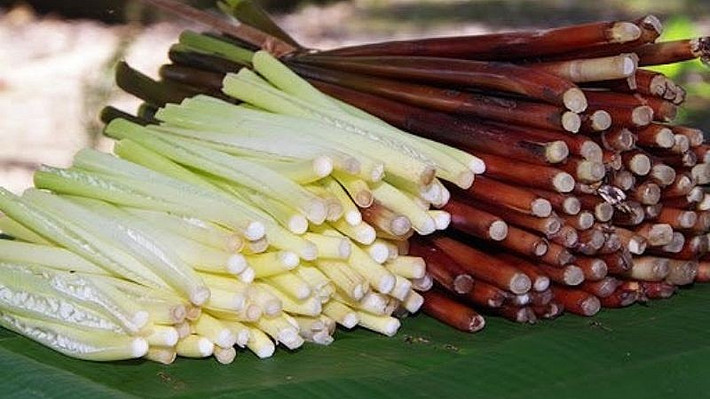 Gần 7 năm trồng cây năn bộp, đến nay, gia đình ông Cao Văn Sáu Nhỏ (ở khóm Vĩnh Tiền, phường 3, thị xã Ngã Năm, tỉnh Sóc Trăng) có được cuộc sống khá ổn định. (Ảnh: Sưu tầm).