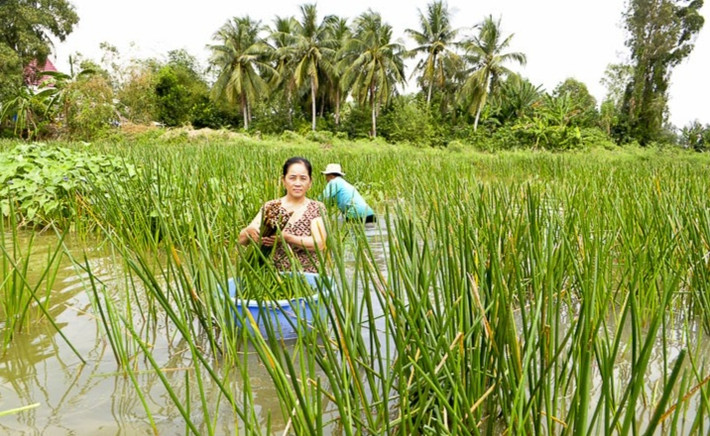 Cây năn bộp có cọng nhỏ, đầu nhọn như cây chông và có màu xanh đậm, mọc trên vùng nước cạn hoặc nhiễm phèn vàng, có củ, thân nhỏ. (Ảnh: Thương hiệu&Sản phẩm).
