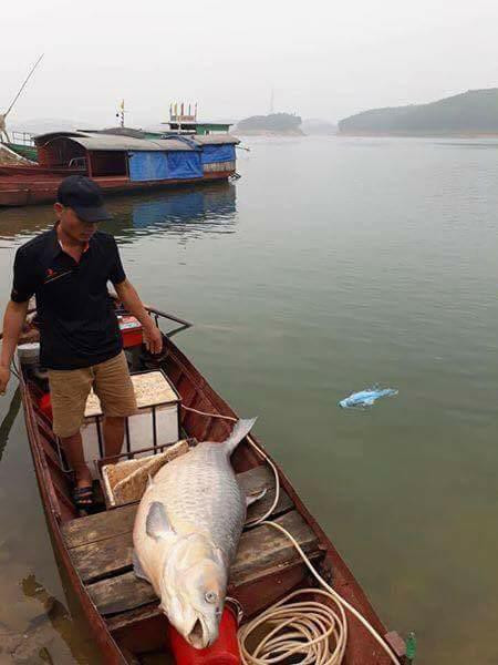Trước đó, ngày 8/7, nhóm ngư dân ở thị trấn Thác Bà cũng dùng lưới cao màn bắt được con cá trắm đen dài 1,6m, nặng 50kg. Đây là một trong những con cá trắm to nhất từng đánh bắt được ở hồ nước này.