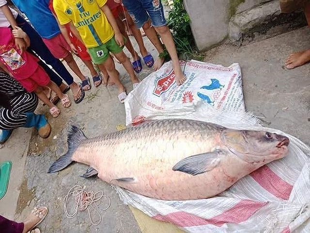 Theo những ngư dân chuyên nghiệp cá trắm đen sống ở tầng nước sâu, thịt chắc, thơm ngon và quý hơn cá trắm trắng.
