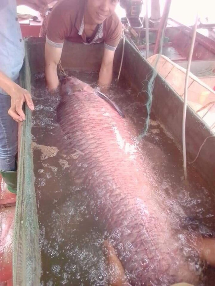 Cá trắm đen thuộc họ cá chép, thuộc chi Mylopharyngodon, được nuôi để làm thực phẩm và dược phẩm. Chúng ăn ốc sên, ốc nhồi. Cùng với cá trắm cỏ và cá mè, trắm đen là một trong những giống cá được nuôi phổ biến ở châu Á.