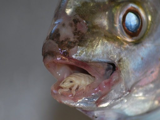 Các loài trong họ Hydrocephalidae thường là loài lưỡng tính, trong đó con đực trưởng thành trước, con cái tiết ra hormone kích thích con đực tiết ra nhiều hormone nam hơn, nhờ đó kéo dài tuổi thọ của con đực.