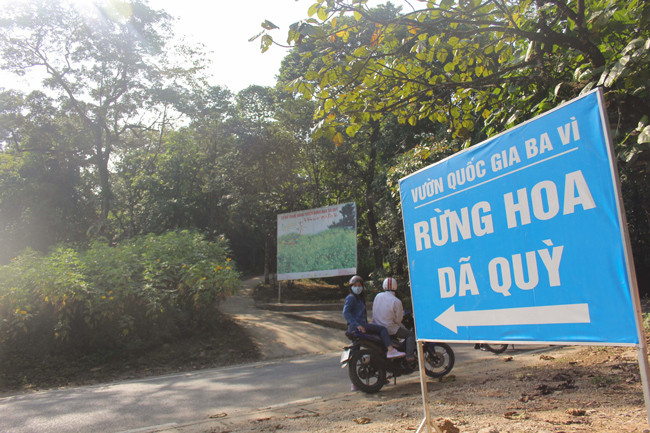 Có nhiều bảng, băng rôn hướng dẫn du khách đi từ dưới cổng đến lên khu vực rừng hoa dã quỳ đang nở rộ.